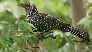 BALLABHPUR WILDLIFE SANCTUARY BALLABHPUR WILDLIFE SANCTUARY