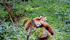 PADMAJA NAIDU ZOOLOGICAL PARK
