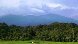 CHAPRAMARI FOREST CHAPRAMARI FOREST