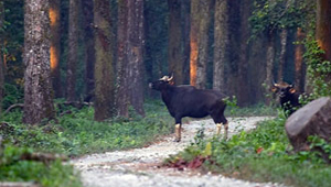 GORUMARA NATIONAL PARK GORUMARA NATIONAL PARK