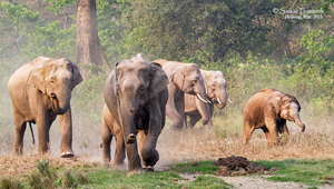 JALDAPARA NATIONAL PARK JALDAPARA NATIONAL PARK