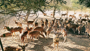 GARCHUMUK DEER PARK GARCHUMUK DEER PARK