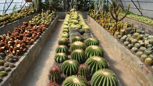 KALIMPONG CACTUS NURSERY