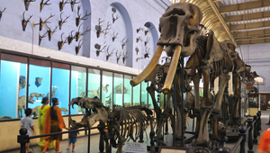 INDIAN MUSEUM INDIAN MUSEUM