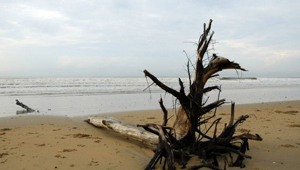 SHANKARPUR BEACH SHANKARPUR BEACH